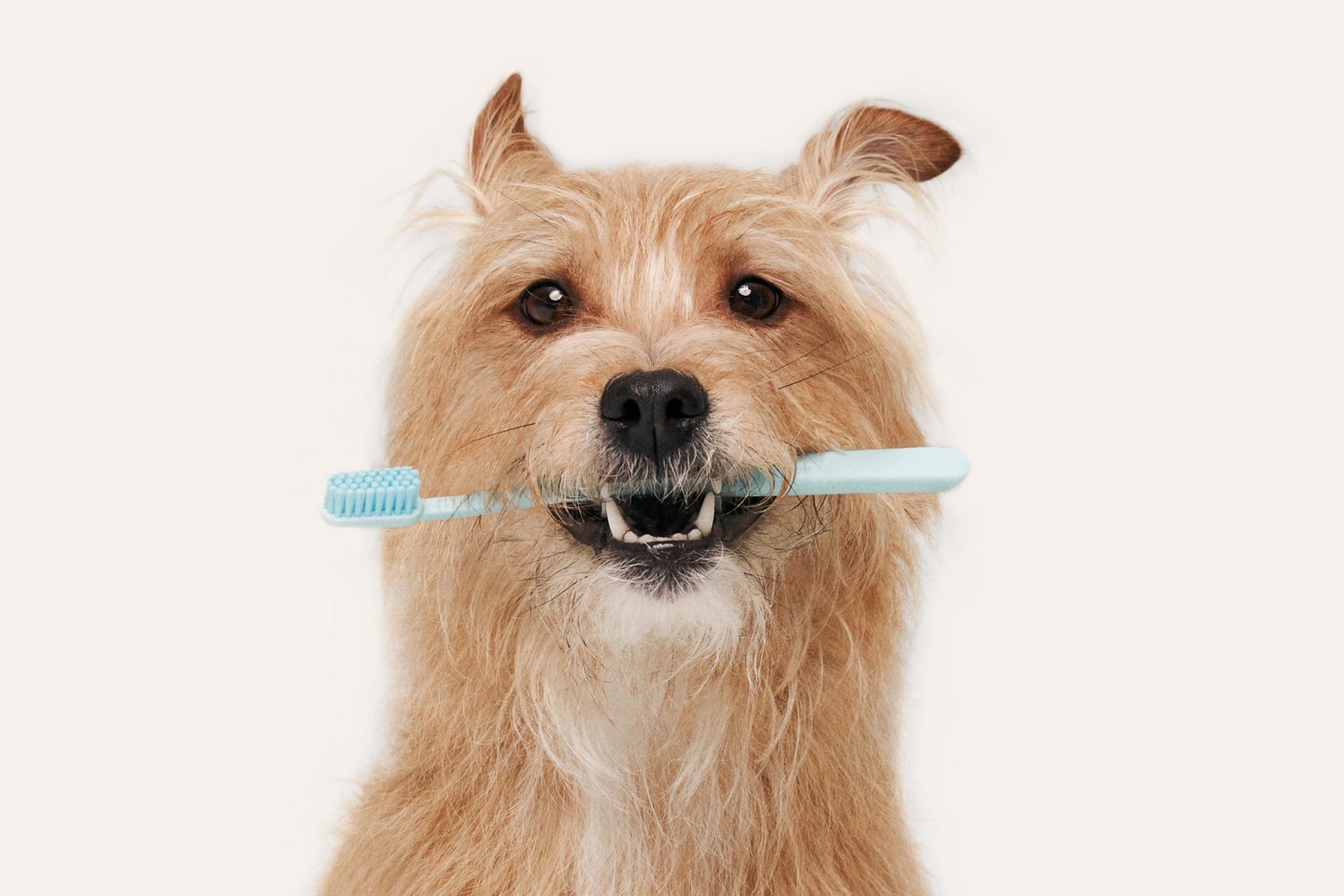 Dog Toothbrush